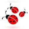 ladybug6038
